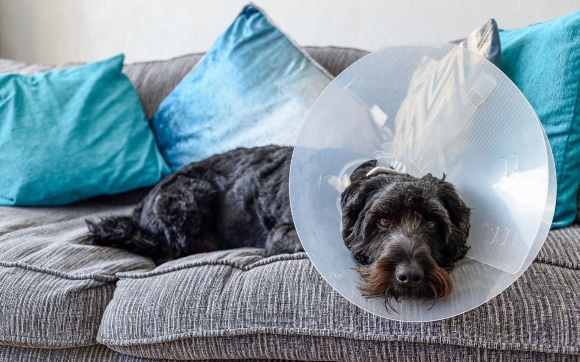 Hundefutter für kastrierte Hunde