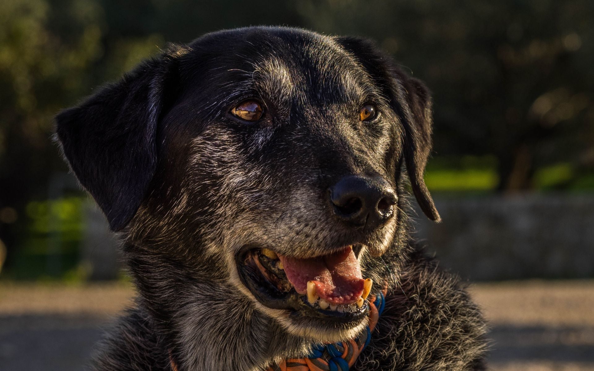 Seniorenfutter für Hunde