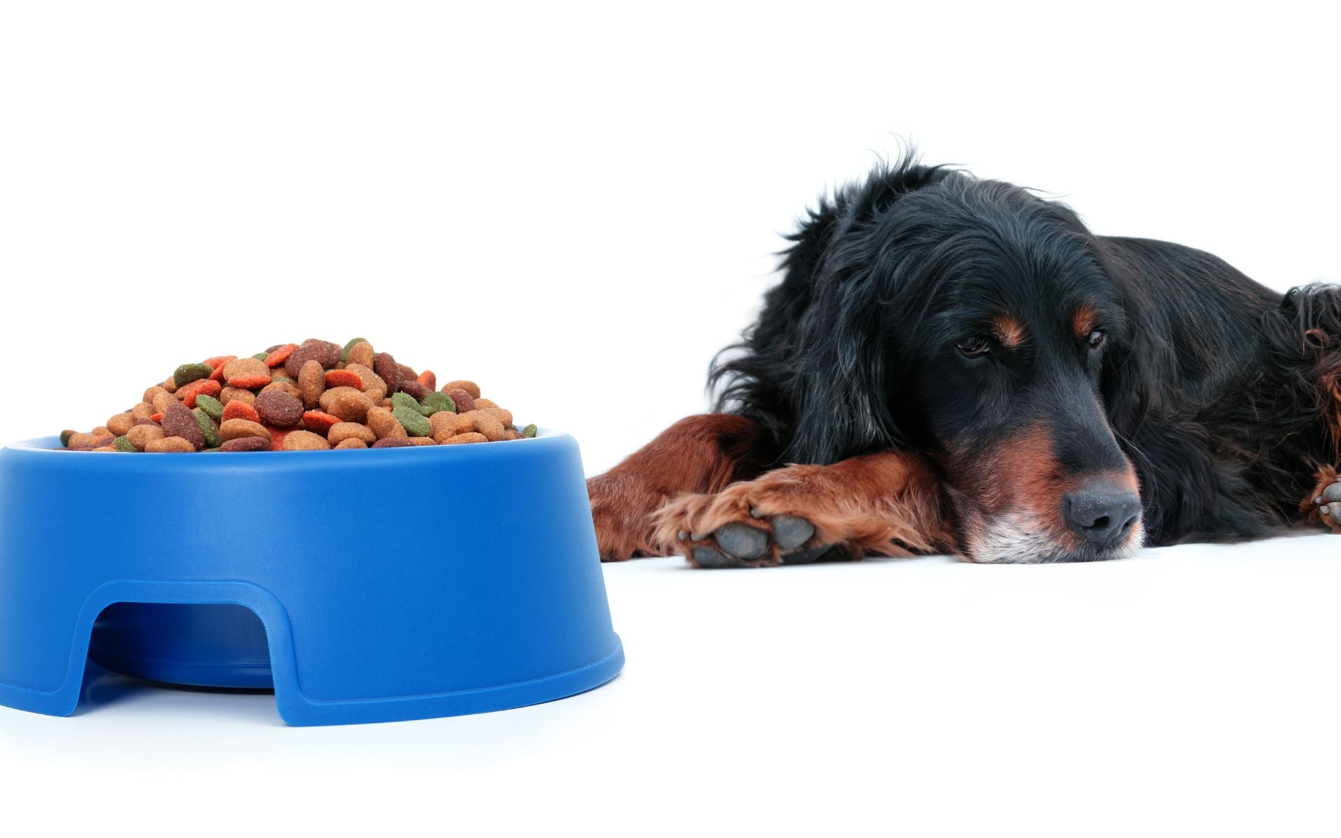 Mein Hund hat keinen Hunger! Was tun?