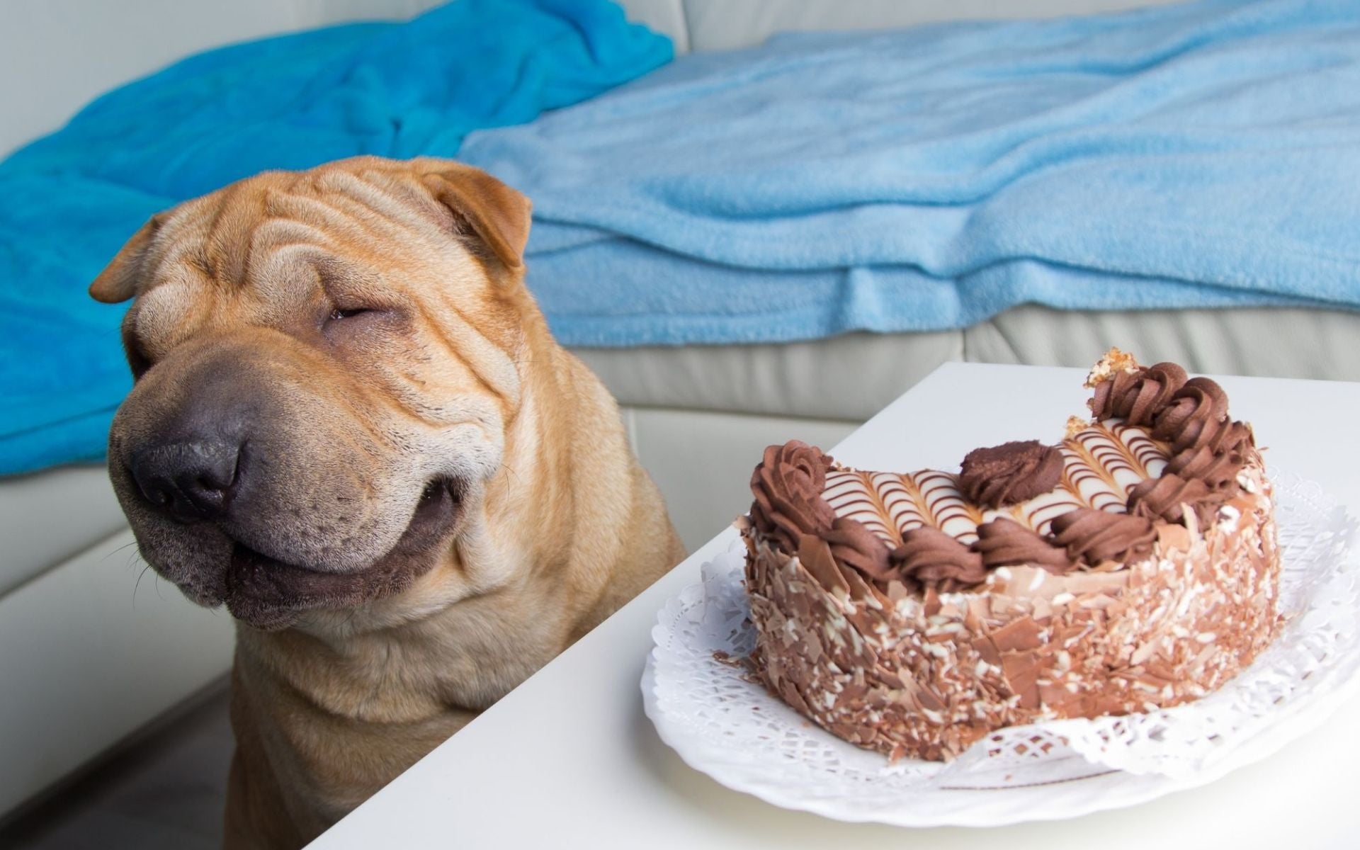 Passendes Hundefutter bei Diabetes: Darauf solltest Du achten