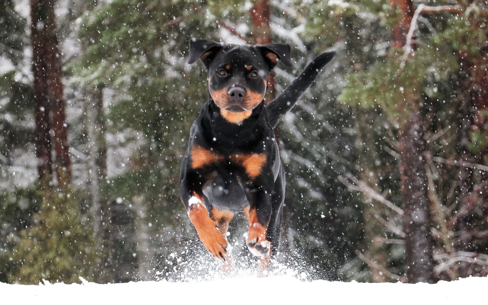 Beißende Parasiten! Warum wir Hunde im Winter schützen sollten