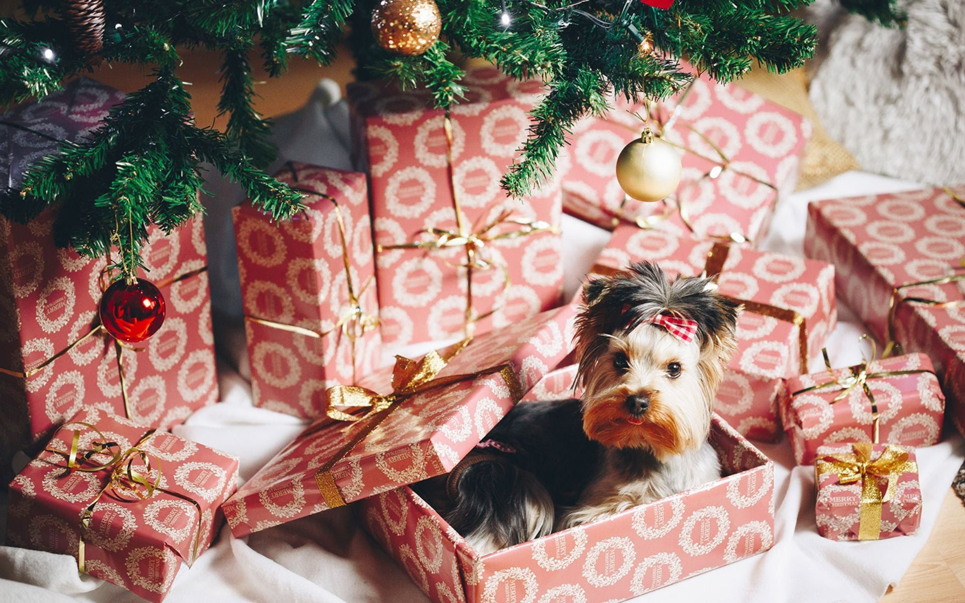 10 Weihnachtsgefahren für Hunde