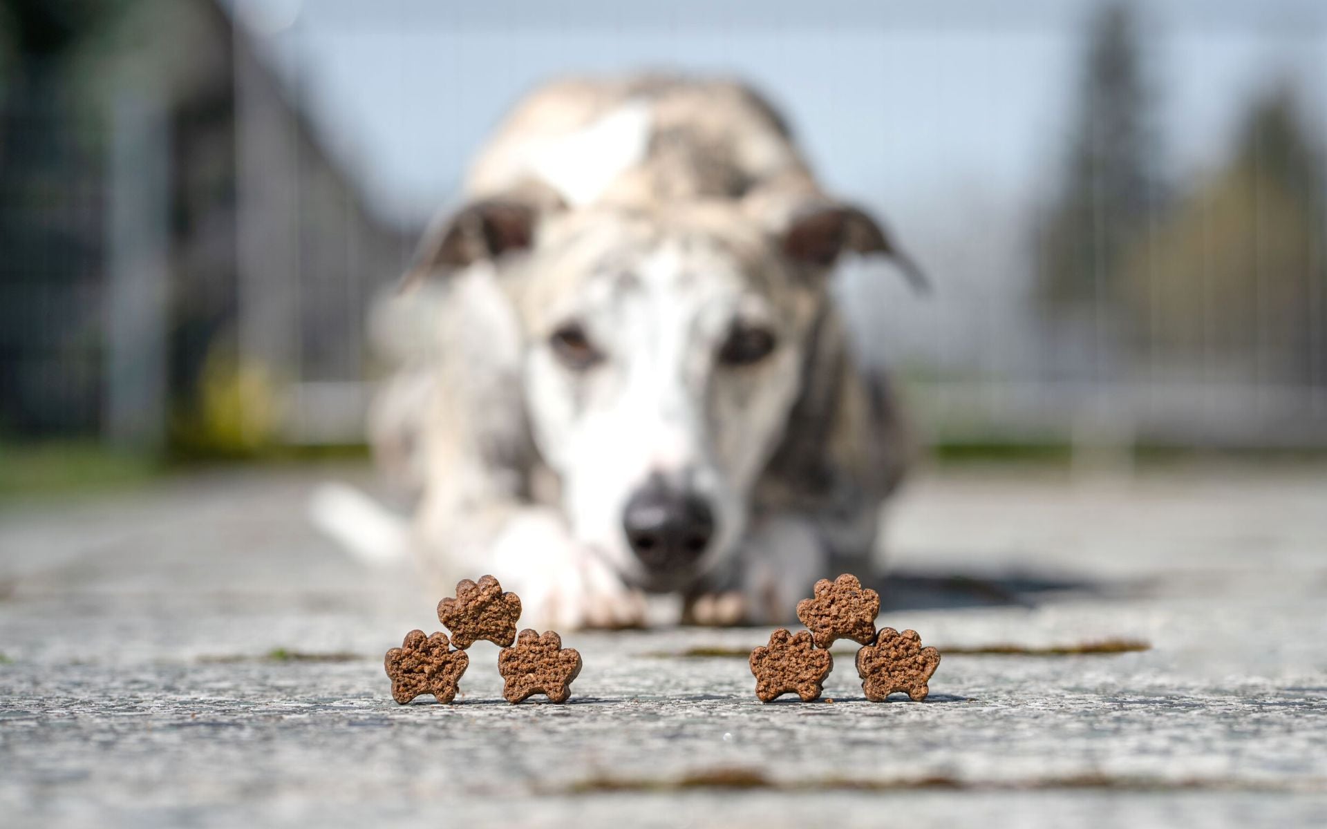 Darauf kommt es bei Hundesnacks an