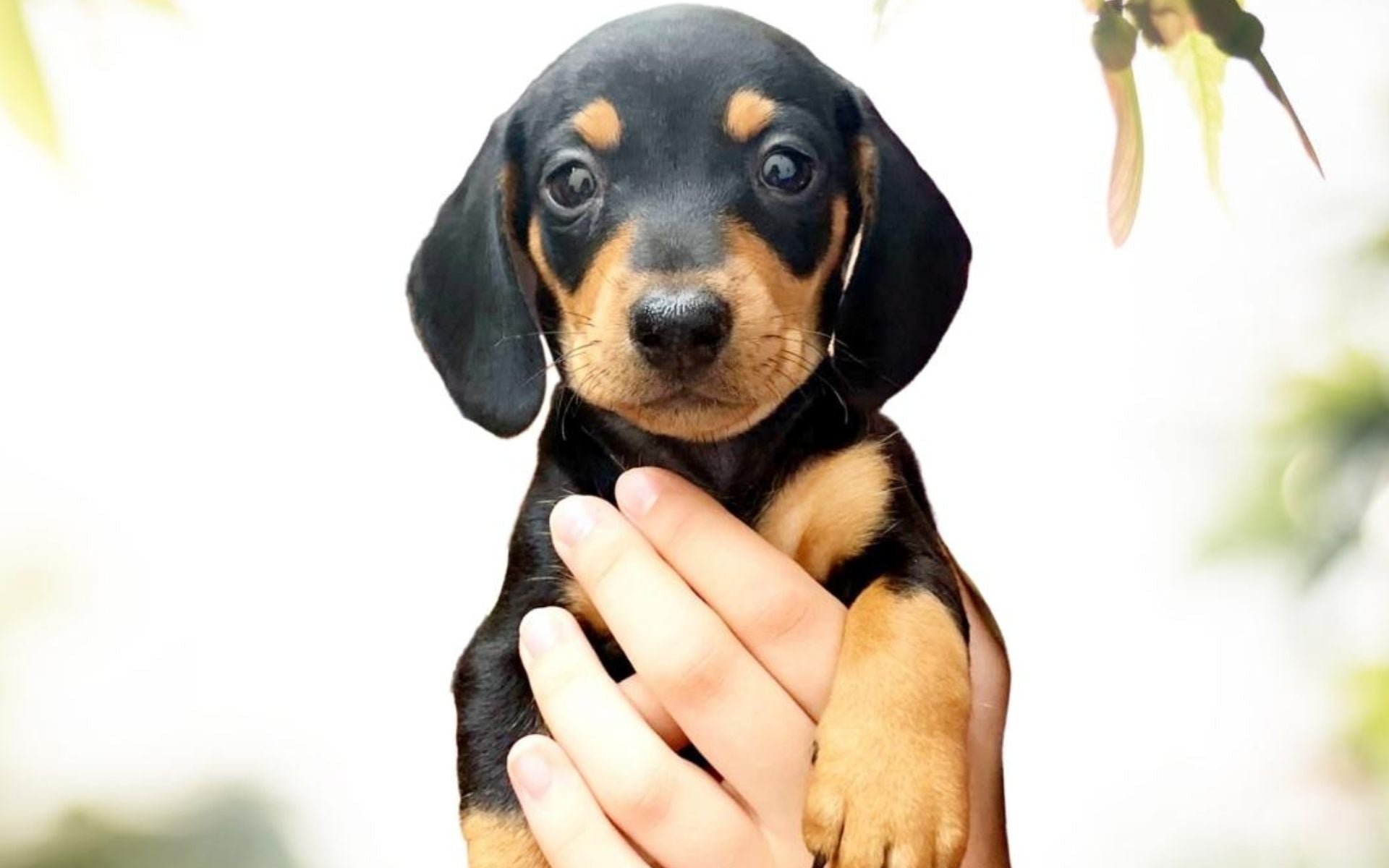Das richtige Hundefutter für Deinen Welpen