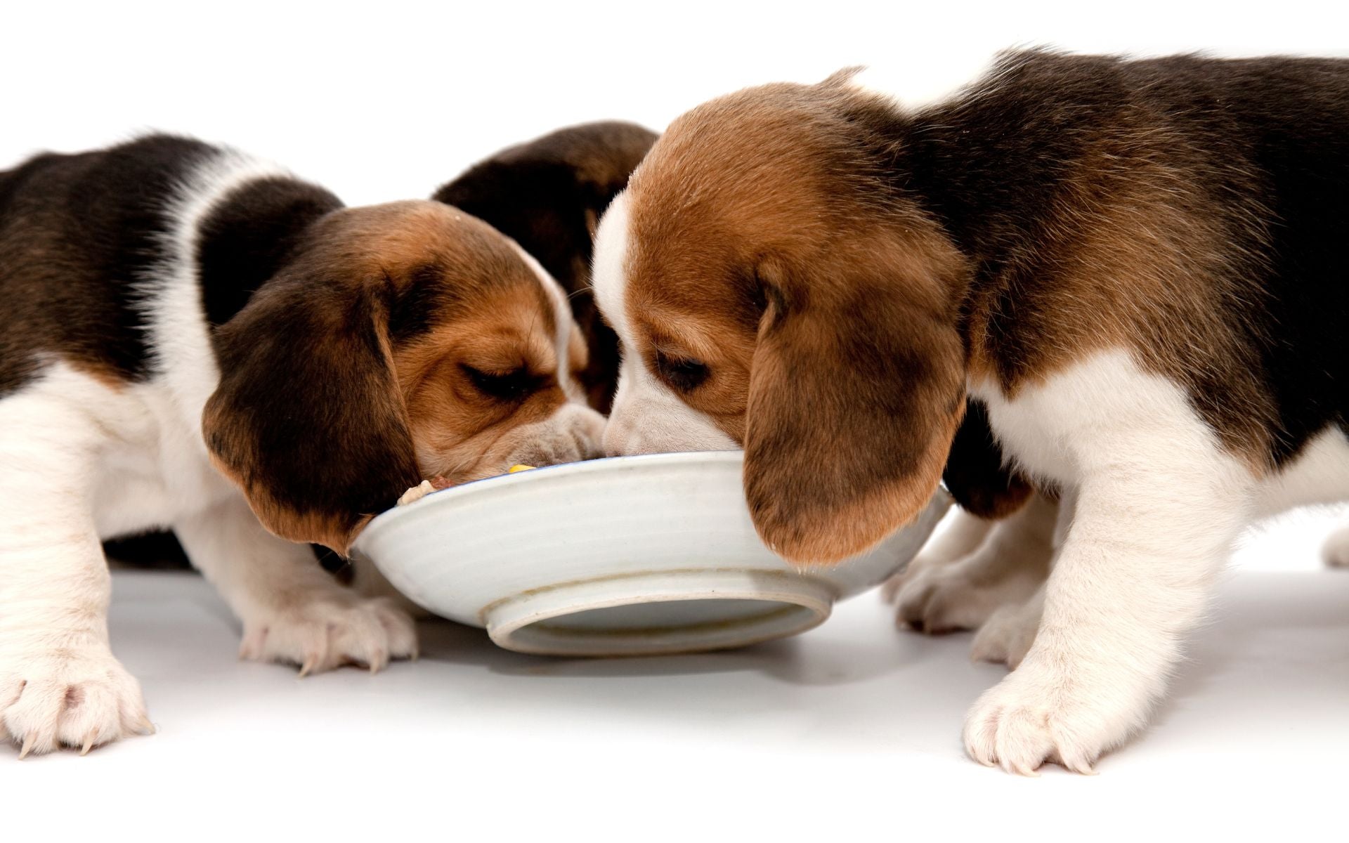 Welche Vitamine braucht Dein Hund?