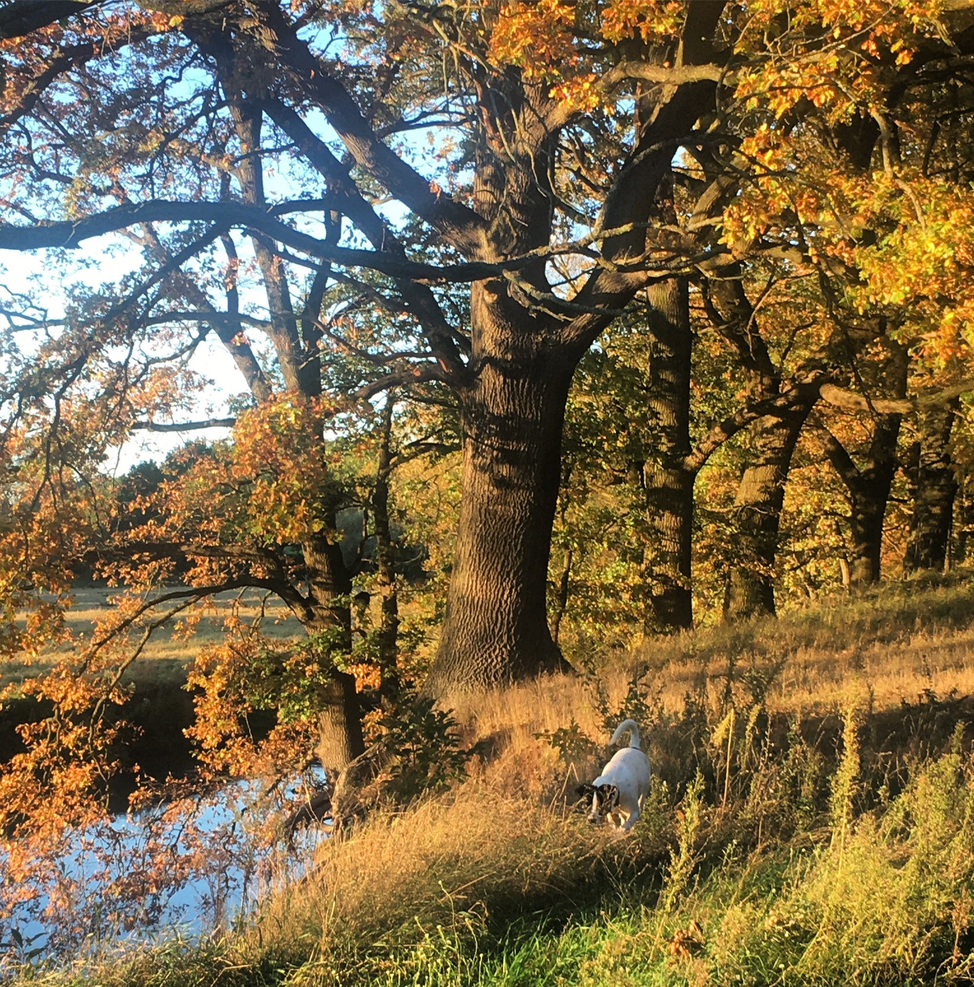 TOP 5 Ausflüge im Herbst mit Hund in Deutschland!