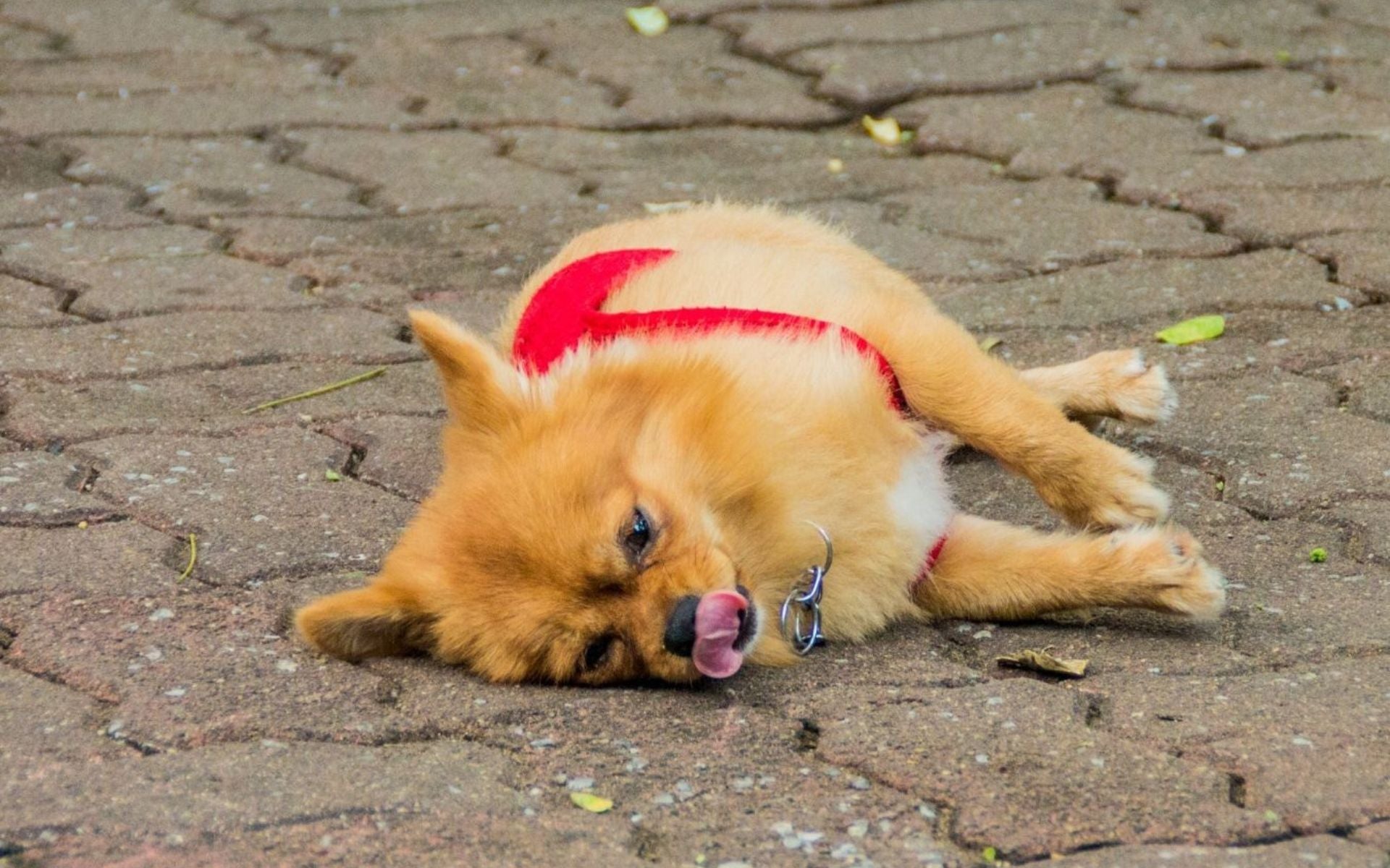 Welches Futter für Hunde mit Epilepsie?