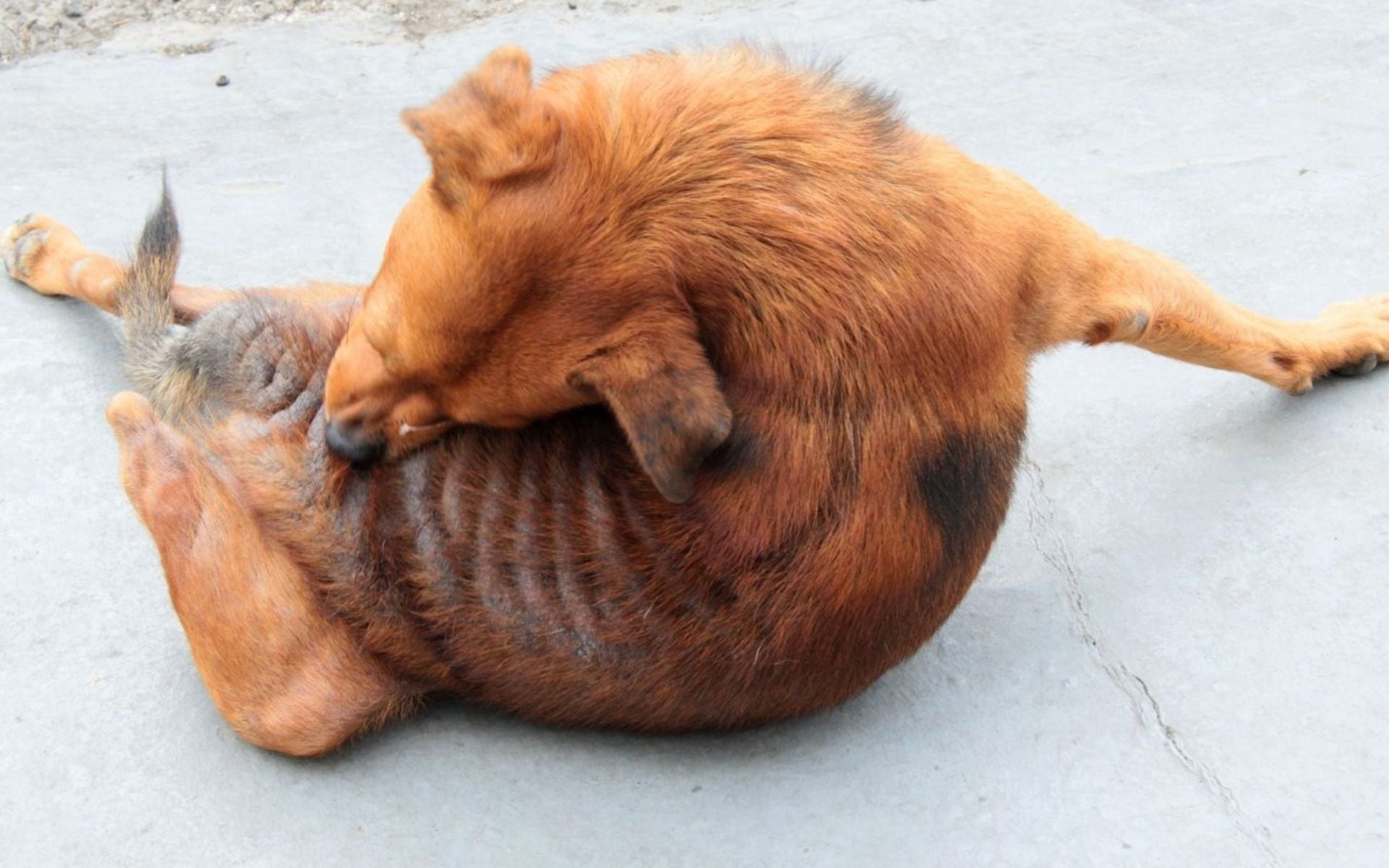 Futterallergie bei Hunden – Behandlung mit Hundefutter aus Insektenprotein
