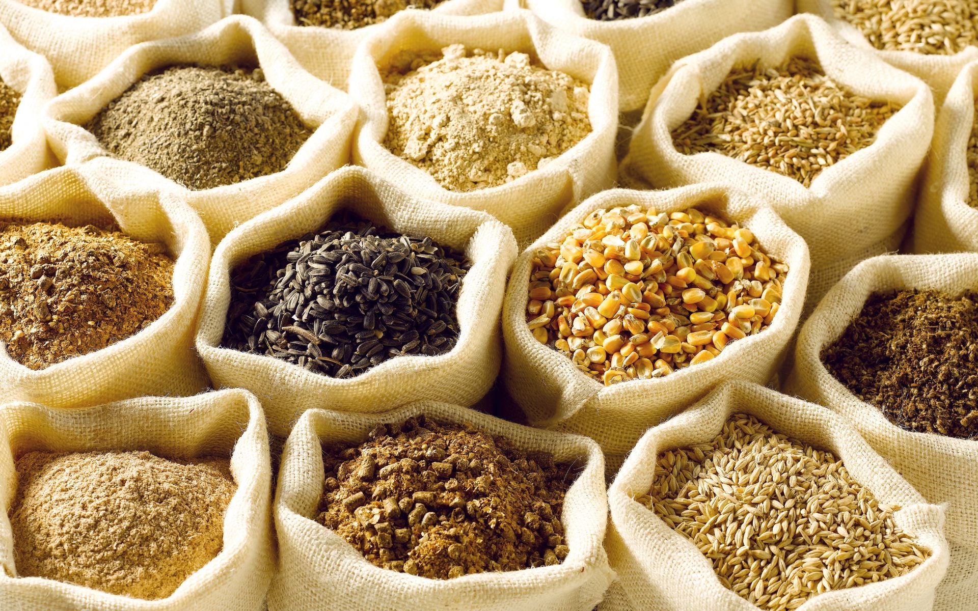 Warum glutenfreies Hundefutter nicht gleich getreidefrei sein muss