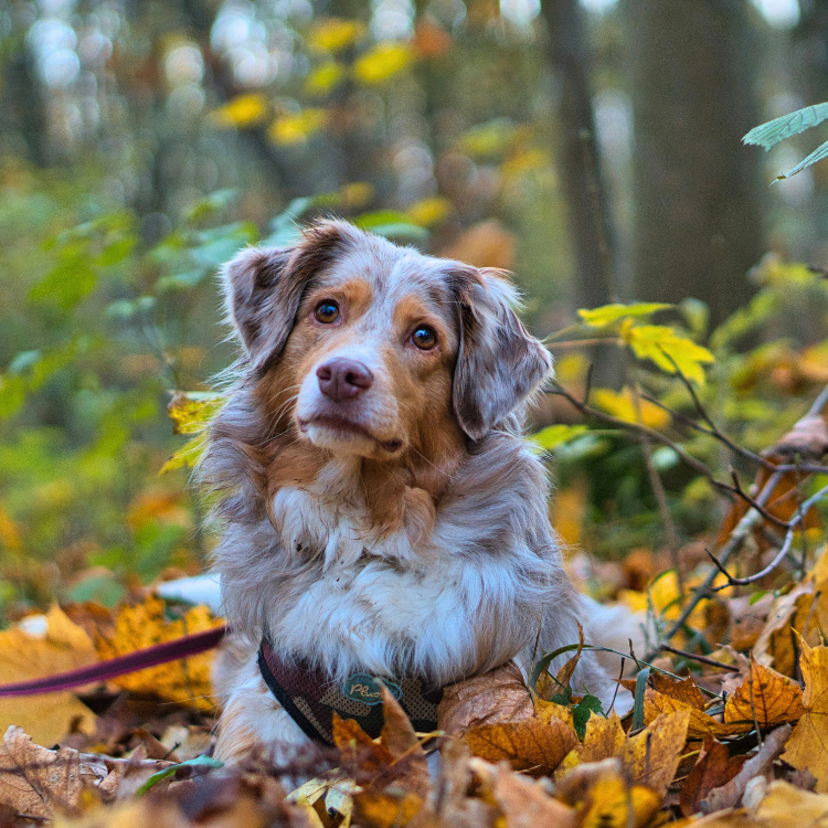 Gefahren von Kastanien und Eicheln für Hunde