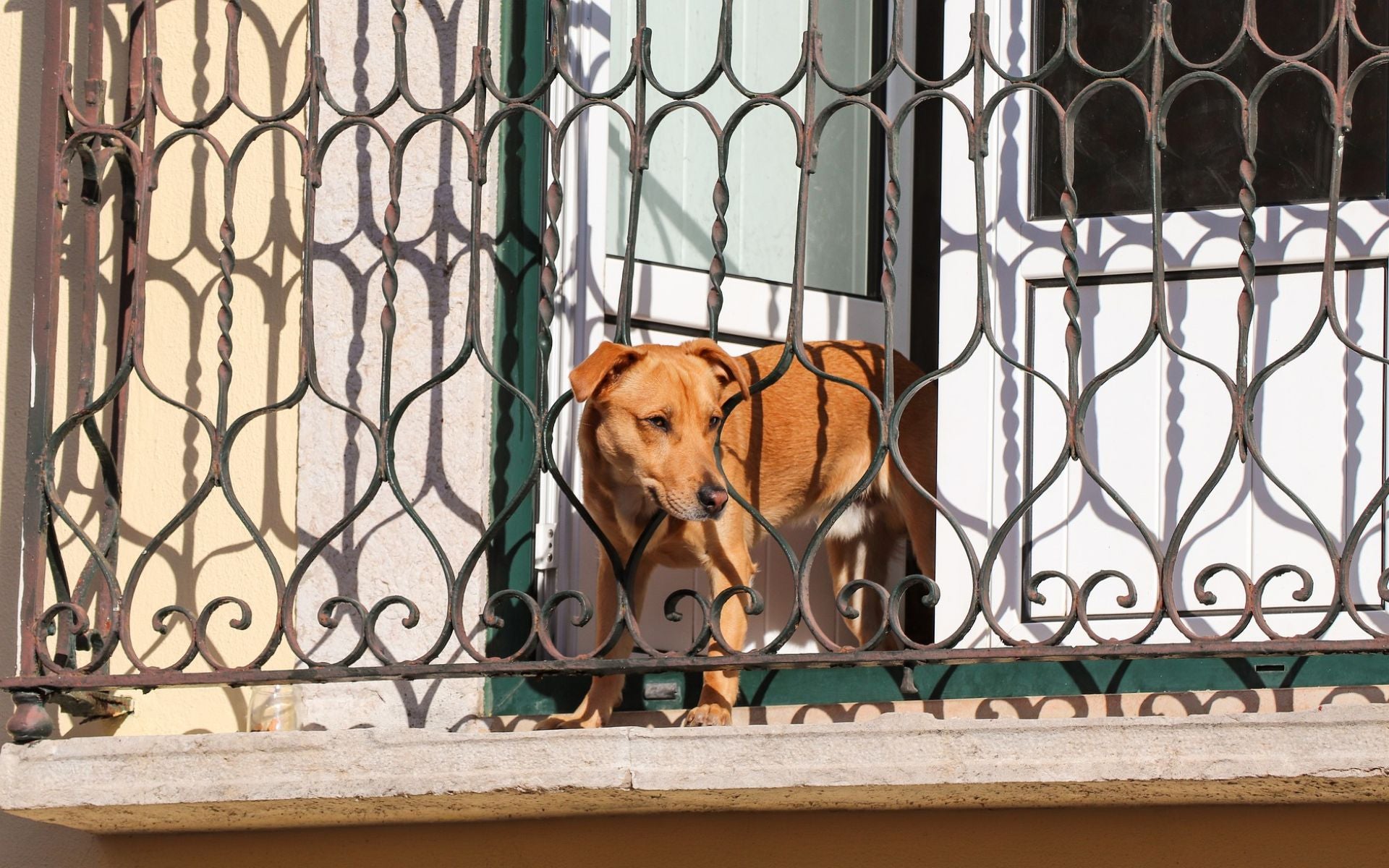 Tipps zur Beschäftigung deines Hundes während des Home Office