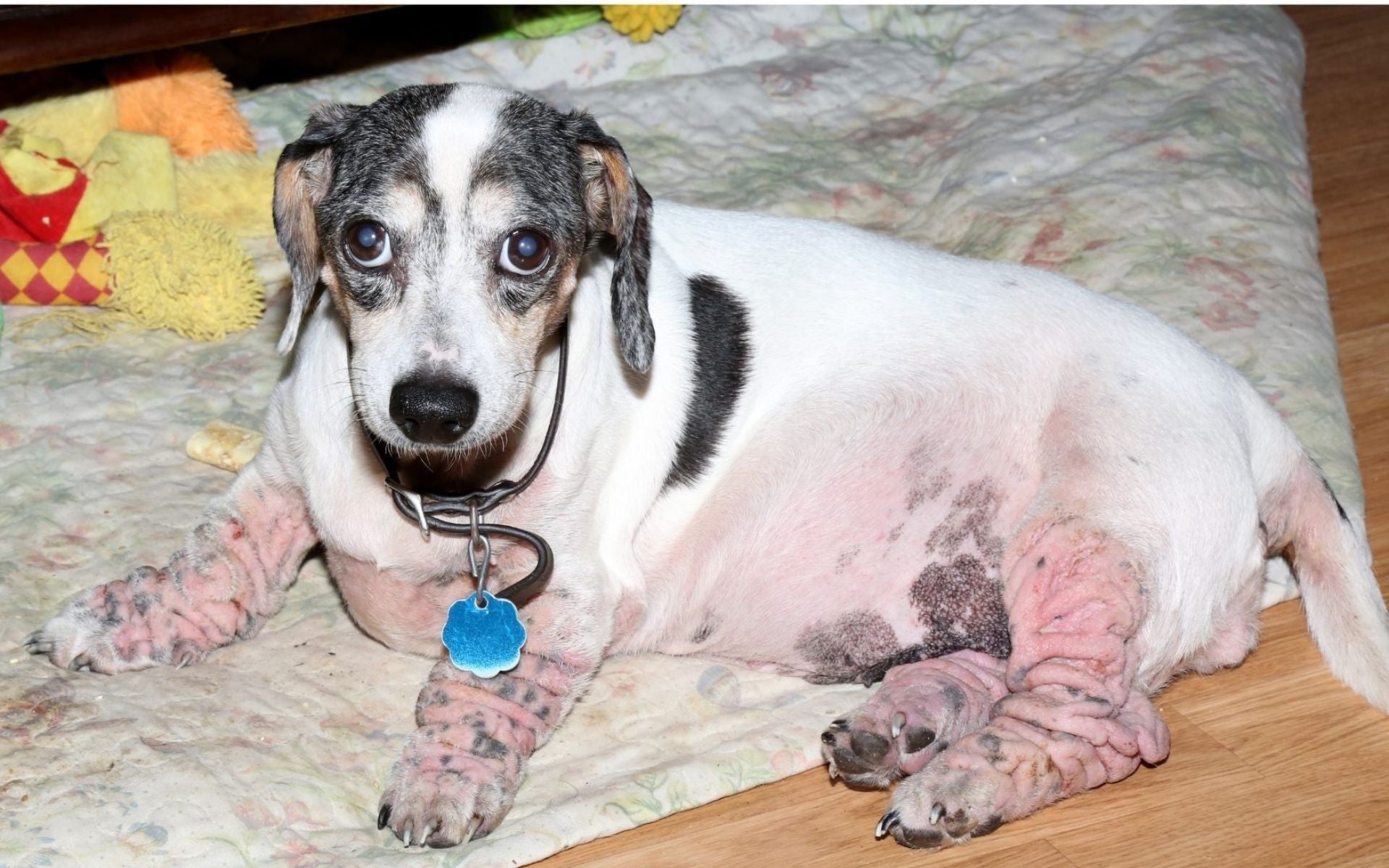 Haarausfall beim Hund - Was tun?