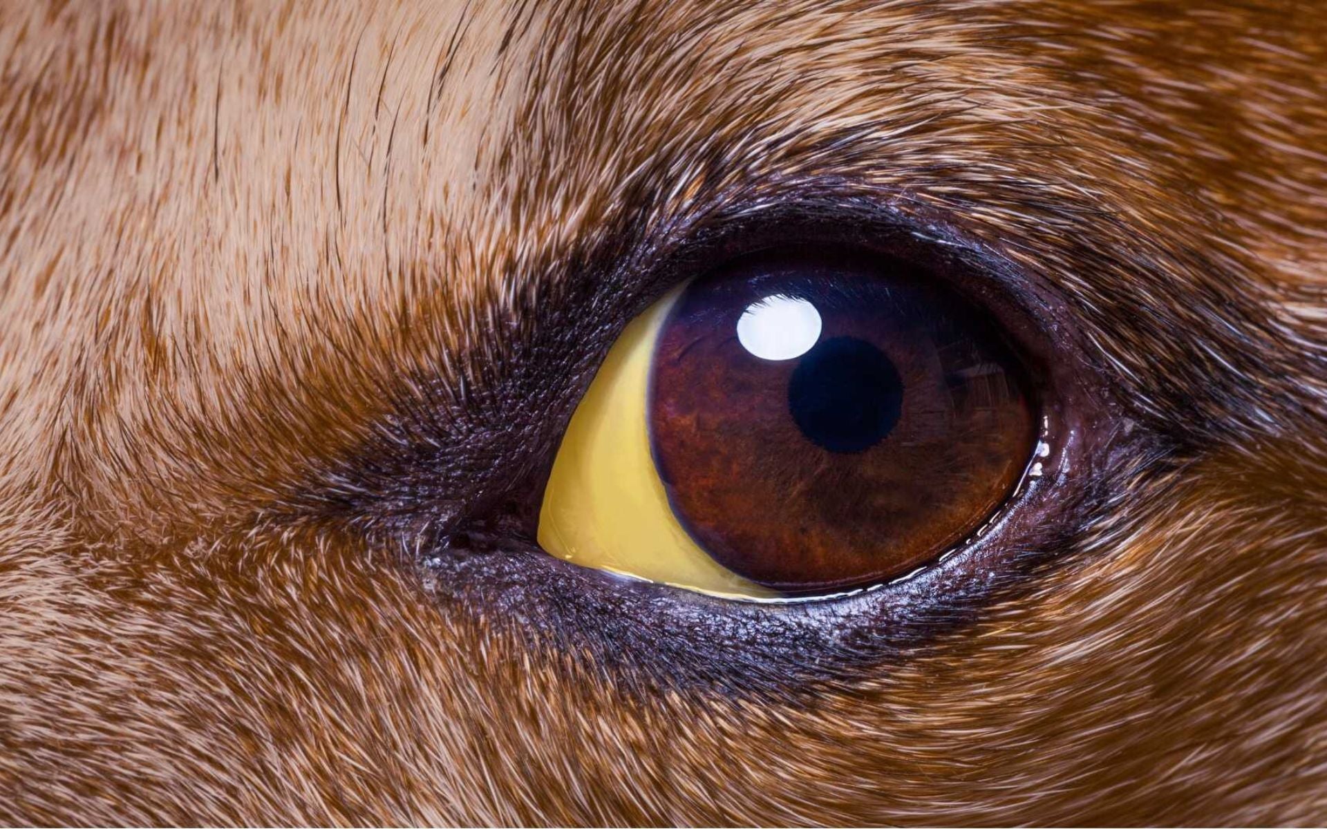 Welches Hundefutter bei Lebererkrankungen?