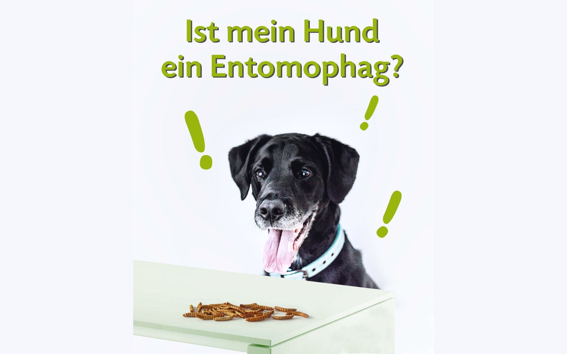 Ist mein Hund ein Entomophag?