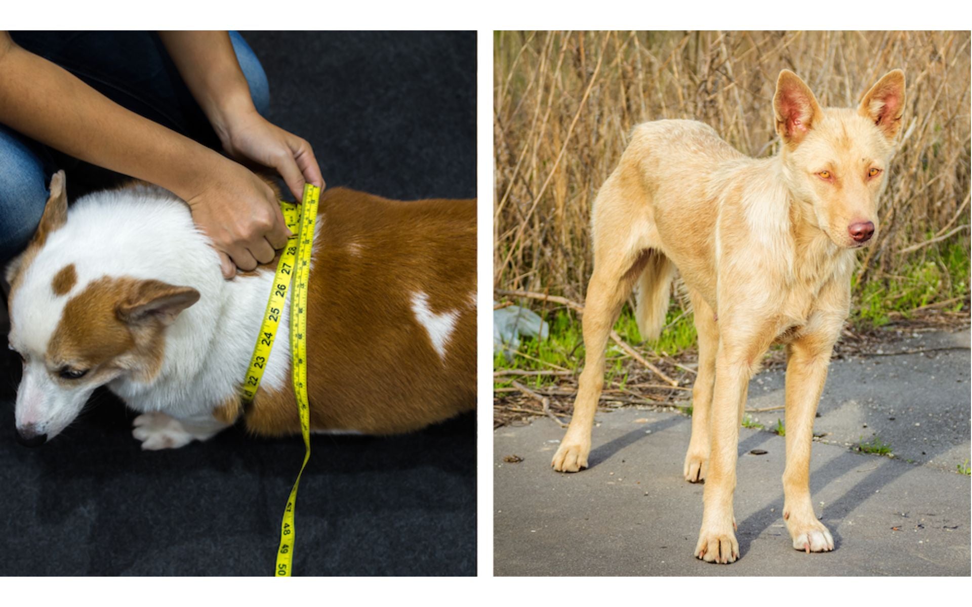 Übergewicht oder Untergewicht bei Hunden: Was tun?