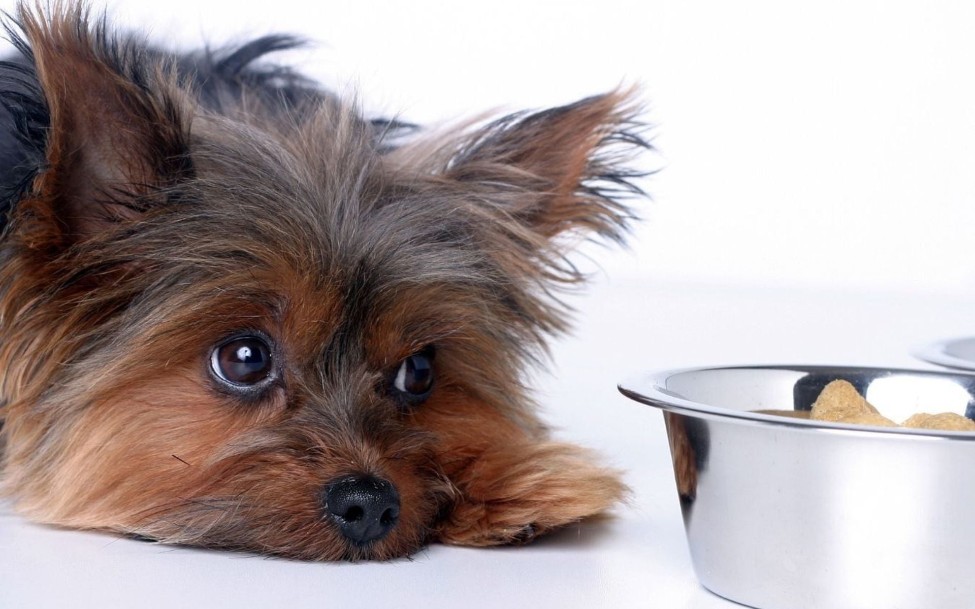 Hundefutter für sensible Hunde